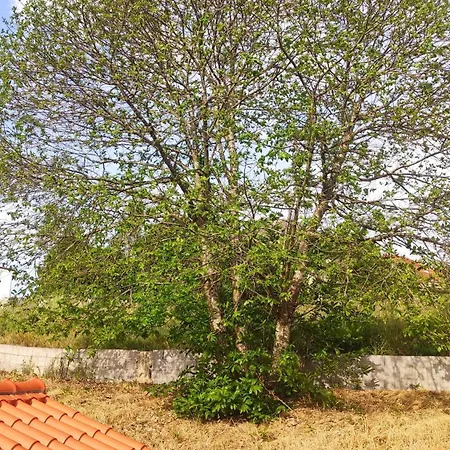 Semesterbostad Casa Do Vo Sousa Pombal (Leiria)